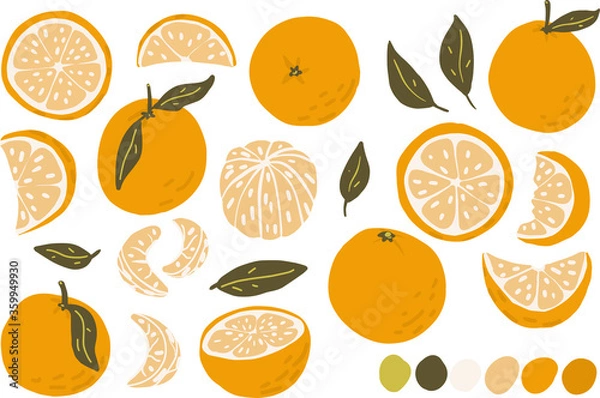 Fototapeta Orange, slice, peeled orange vector clipart set hand drawn childish flat style isolated on white background.
