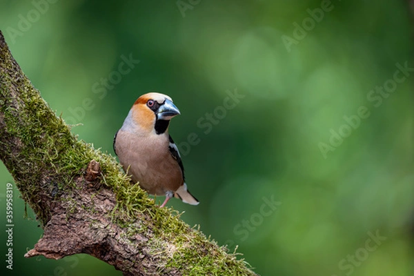 Obraz männlicher Kernbeißer - Coccothraustes