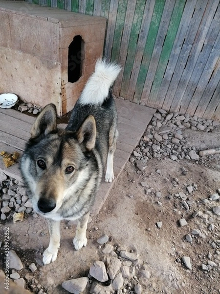 Obraz siberian husky dog