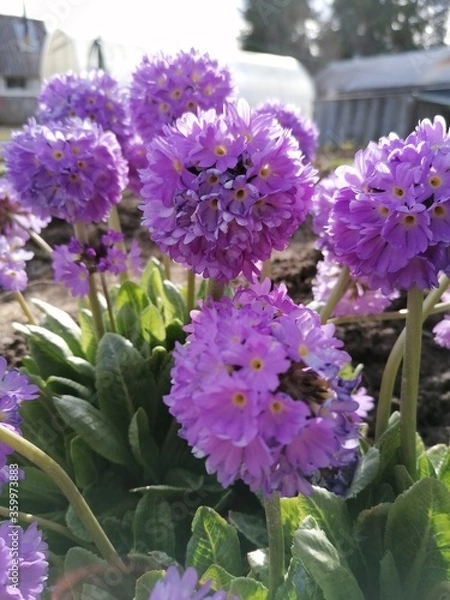 Obraz purple flowers