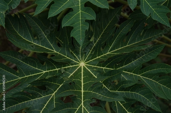 Obraz green leaf background