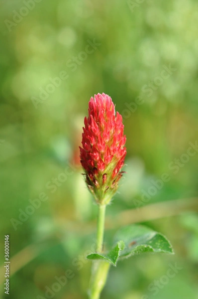 Obraz Crimson Clover Bloom