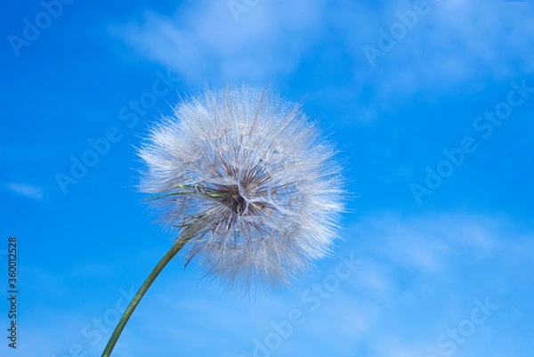Fototapeta White dandelion on a background of blue sky with olaks. Clouds fly away from the flower - like light rays