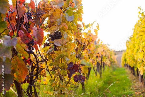 Fototapeta Fascinating colors of autumn nature on the vineyard