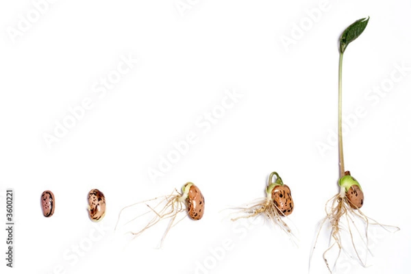 Fototapeta Stages of germination of a runner bean.