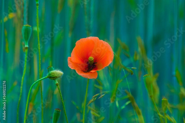 Obraz Red wild poppies among cereals, red flowers on a blue background, nature, beauty, macro, closeup