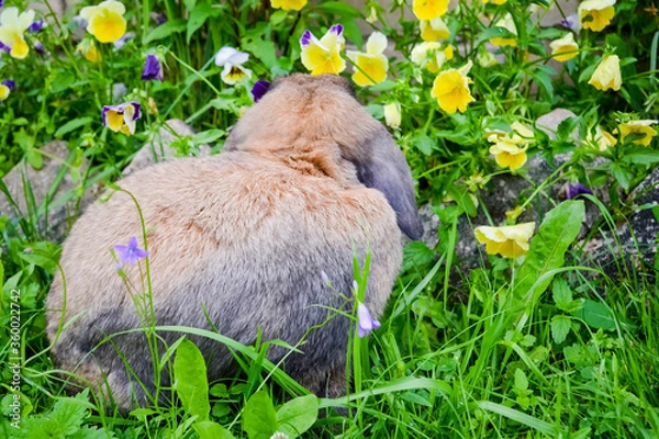 Obraz rabbit in the grass