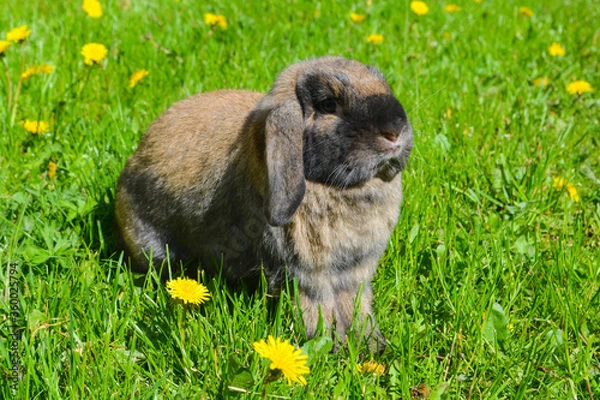 Obraz rabbit on a walk