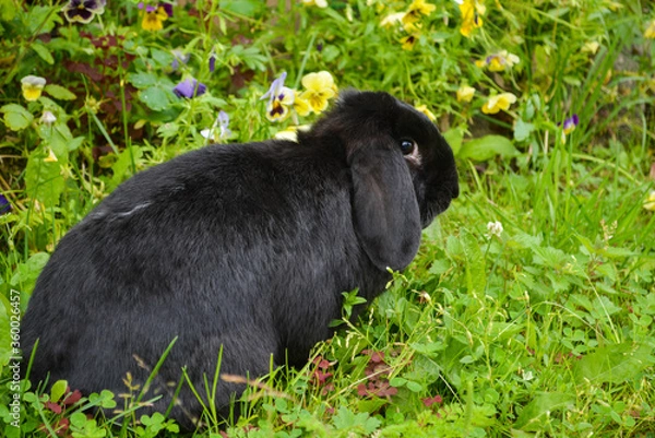 Obraz bunny 