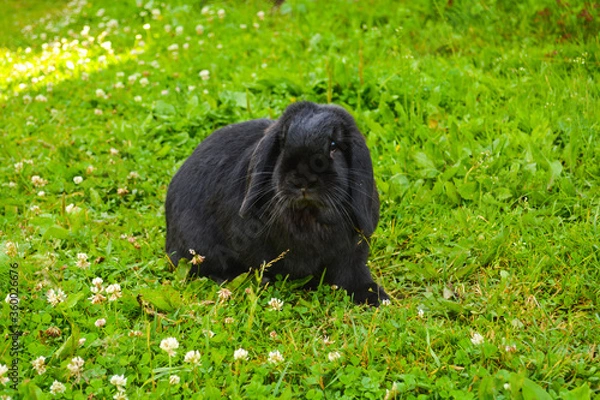 Obraz bunny 
