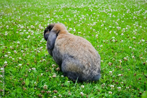 Obraz rabbit on a walk