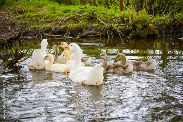 Obraz geese in the pond