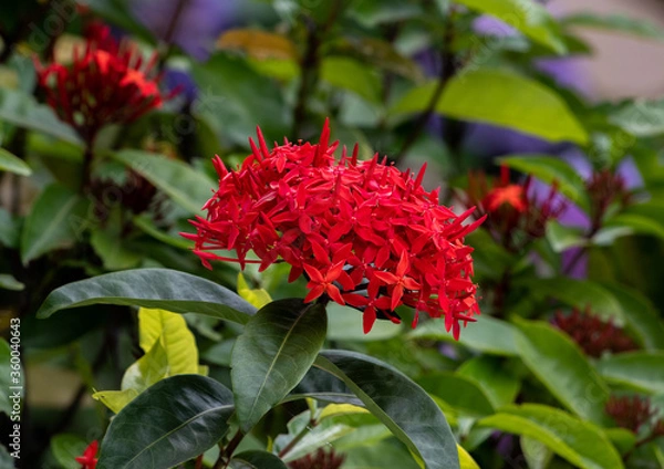 Fototapeta Red flower