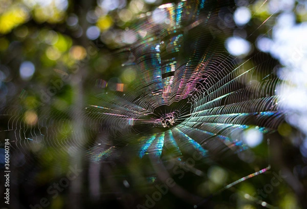 Fototapeta spider on colorful web