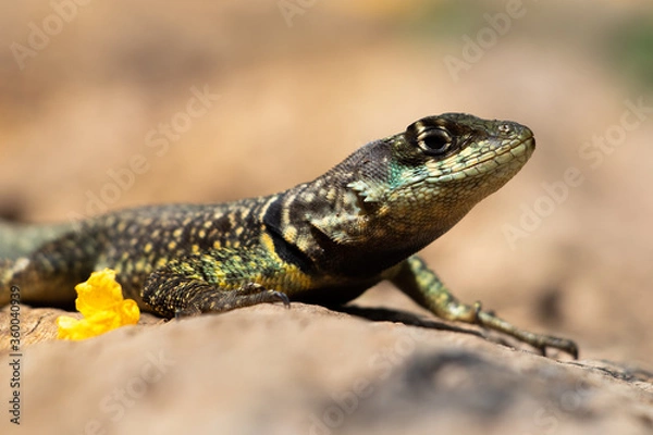 Fototapeta lizard on the log