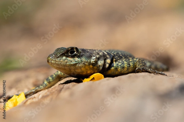 Fototapeta lizard on the log