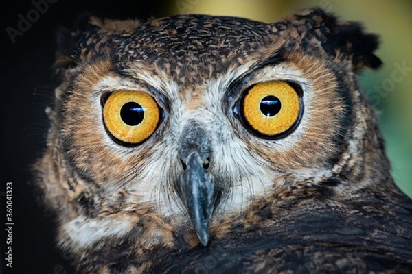 Fototapeta owl portrait