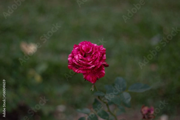 Fototapeta pink flower