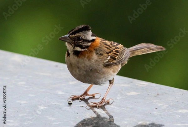 Fototapeta striped headed bird