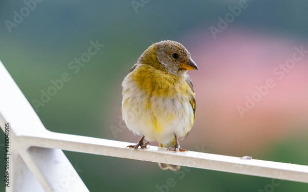Fototapeta white and yellow bird on a metal fence