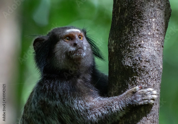 Fototapeta monkey climbing a tree - mico-estrela