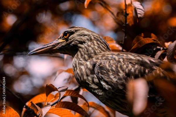 Fototapeta bird on a bench