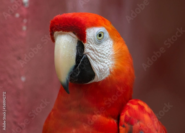 Fototapeta red macaw