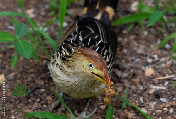Fototapeta Bird showing food 