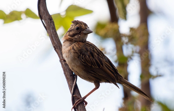 Fototapeta bird on a branch