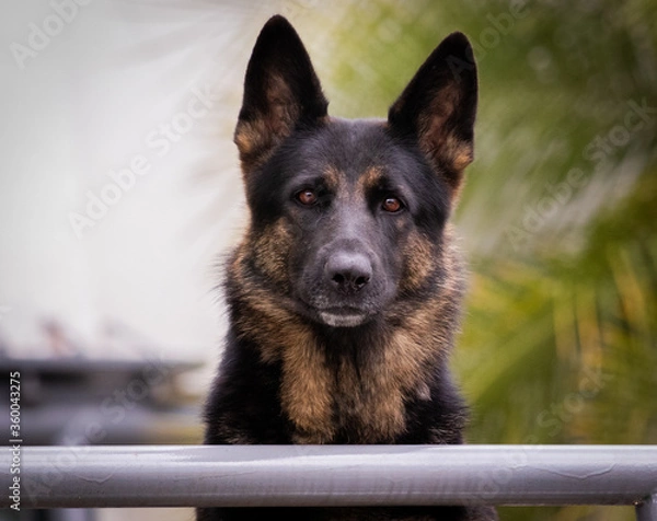 Fototapeta german shepherd dog portrait