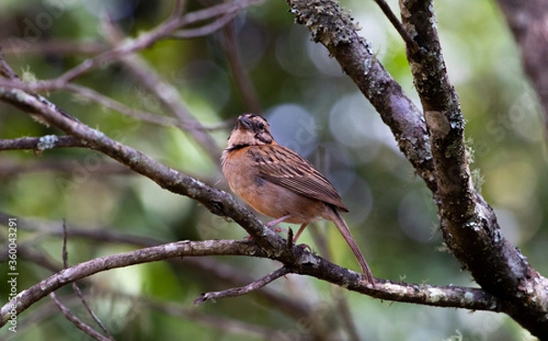 Fototapeta bird on a branch