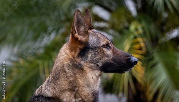 Fototapeta german shepherd dog