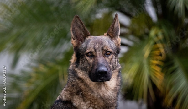 Fototapeta german shepherd portrait