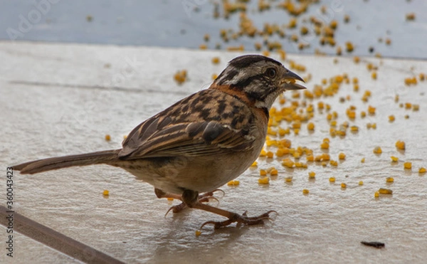 Fototapeta bird eating