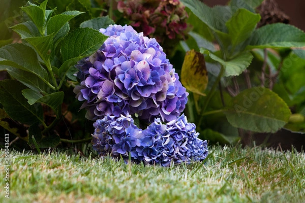 Fototapeta blue and white flower