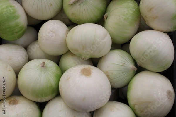 Fototapeta Cebolla