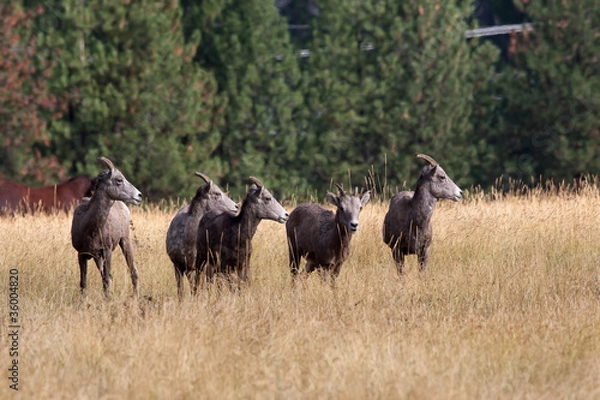 Obraz Bighorn sheep looing left.