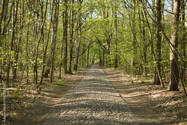 Fototapeta Cobbled path among the trees in the Łagiewnicki forest in Łódź in Poland