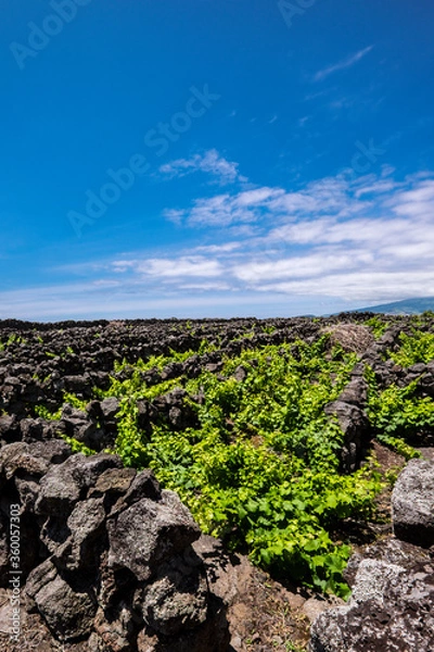 Obraz Traditional vineyard landscape of Pico Island, Azores, Portugal