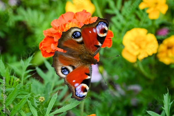 Obraz butterfly on flower