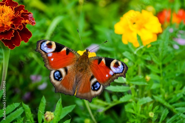 Obraz butterfly on flower