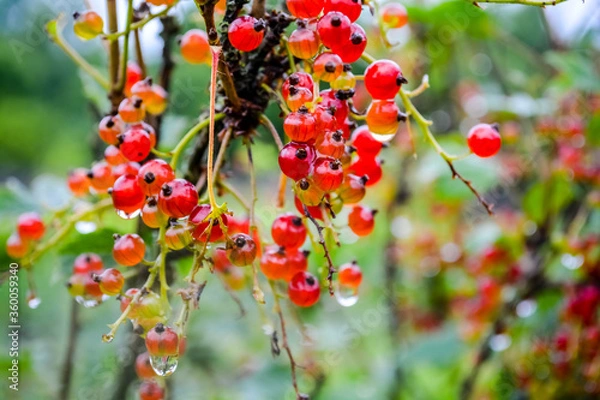 Obraz red currant