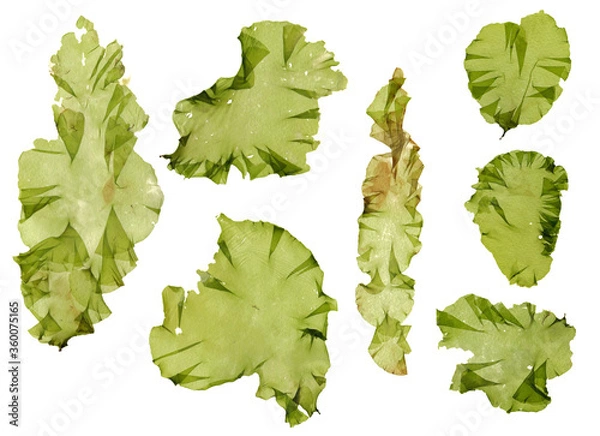 Obraz This is a green algae in the sea.