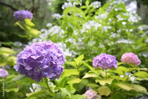 Fototapeta 紫陽花