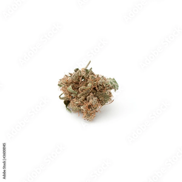 Obraz Marijuana bud