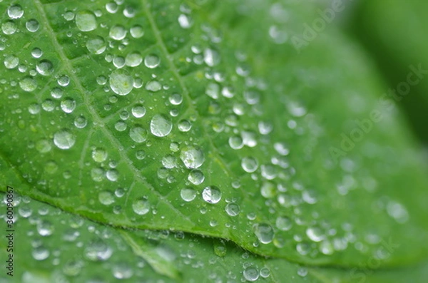 Obraz 水滴の付いた葉のアップ