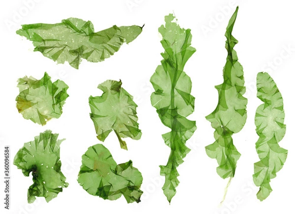 Obraz This is a green algae in the sea.