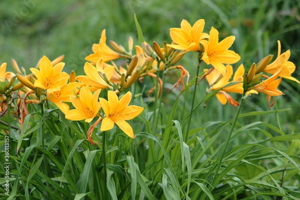 Obraz ニッコウキスゲ