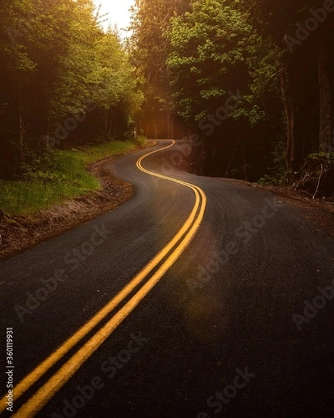 Obraz road in the woods