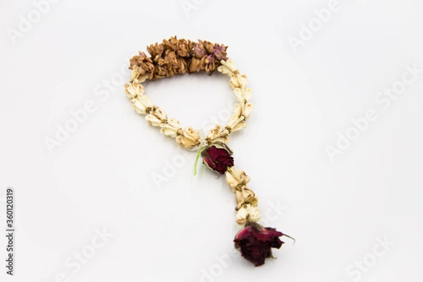 Obraz One dry flower on a white background.